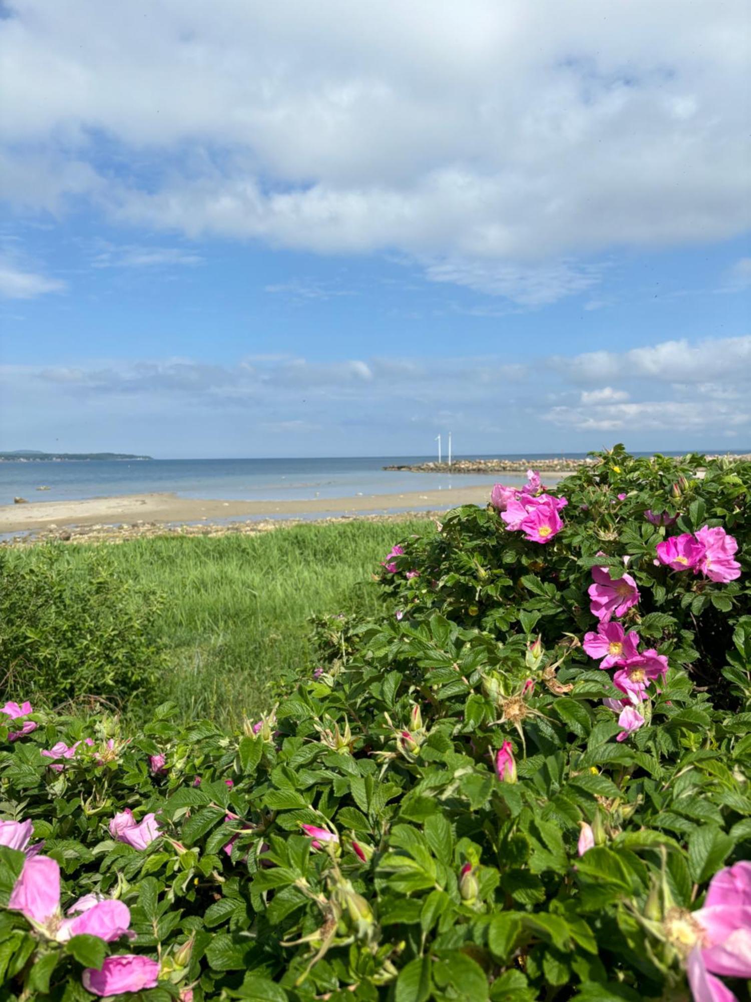 Nice Child-Friendly House 200M From Beautiful Beach, Farhult Exteriör bild